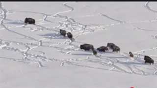 ویژگی نوجوانان