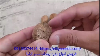 آموزش کاشت گردو در گلدان - ریحان سبز ایلیا