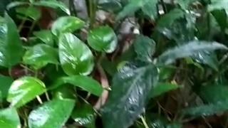 گلخانه منزل ما