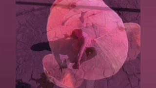 پرفورمنس رقص نیلوفر؛ کاری از گروه حرکت و هارمونی کیهانی