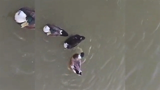 پرندگان هم لایق مهربانی اند, محبت به پرندگان را بیاموزیم.