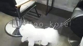 سگ پشمالو و بامزه پارک سئو جون