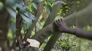 آموزش تولید چوب دارچین