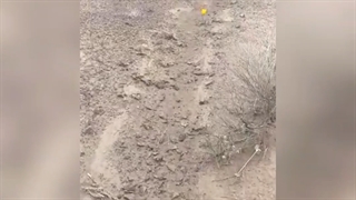 طبیعت بهاری