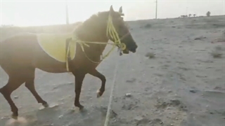 طبیعت و حیوانات