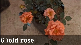 معرفی انواع گل رز