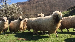 پرورش گوسفند