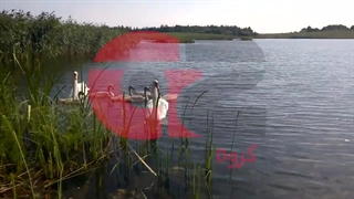 فروش تخم نطفه دار قو