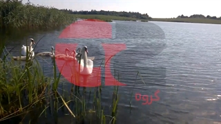 فروش تخم نطفه دار قو