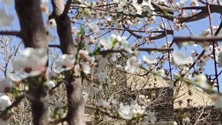 شکوفه های بهاری درخت آلو