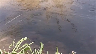 باغ گلشن طبس