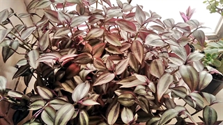 گل های خانه ی من