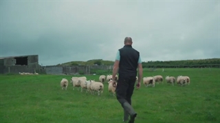 مزرعه پرورش گوسفند