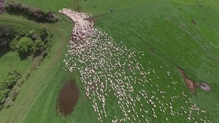 دامپروری در کشور نیوزلند