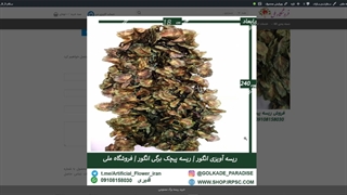 ریسه های پیچک برگی انگور ra0124