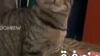 صحیحه های های های