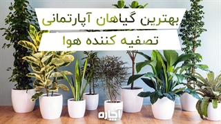 گیاهان آپارتمانی تصفیه کننده هوا | آچاره
