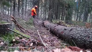 علف تراش دلمار ms 400