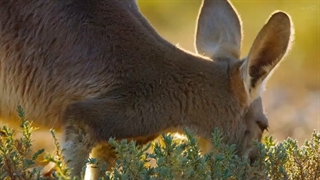 حیوان 3 - Animal 2021