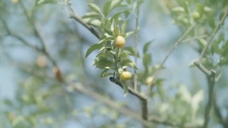 قسمت بیست و یکم فیلم چینی فقط تو + زیرنویس فارسی چسبیده