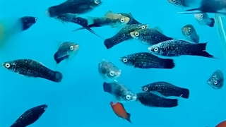 ماهی سوراتیل فروشی