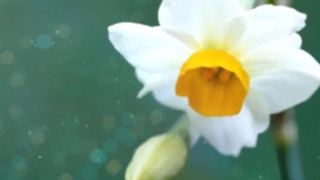نرگس خوشبو جراحی فک