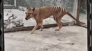 تصاویر بازسازی شده از ببر تازمانی