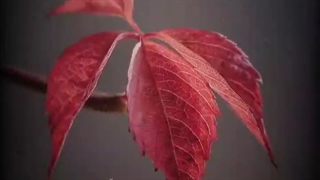 کاشکی........❤