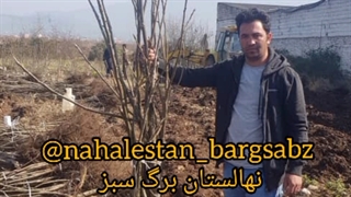 فروش انواع نهال در نهالستان برگ سبز