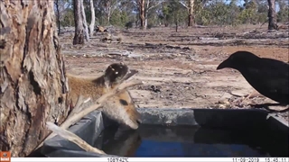 کمک کلاغ به کانگارو با خوردن انگل ها