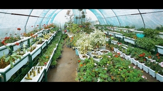 ارادت خادمین و ناذرین بخش گل آرایی حرم مطهر رضوی