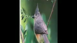 لبیک یا مهدی(عج)