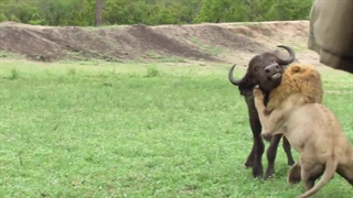 حمله جسورانه شیر نر به بوفالو