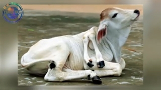 چیزی که دانشمندان در چرنوبیل کشف کردند همه رو حیرت زده کرده