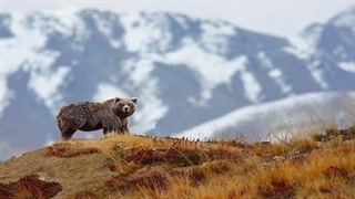 خرسی که جاذبه زمین را به شوخی گرفته است