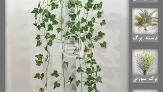 گیاه رونده پاپیتال ابلق