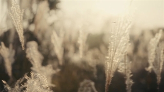 قسمت 1 سریال کره ای پاچینکو با زیرنویس فارسی Pachinko 2022