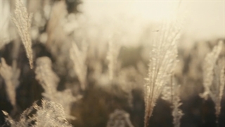 قسمت 1 سریال پاچینکو/ pachinko 2022 +زیرنویس فارسی