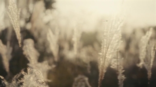 قسمت 1 سریال پاچینکو زیرنویس فارسی اضافه شد(Pachinko 2022)با بازی لی مین هو