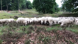 سگ نگهبان گله
