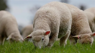 چرای گوسفندان