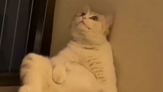 این بنده خداهم از زندگی خسته شده