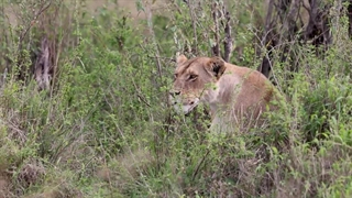 شکار موفق اسب آبی توسط شیر