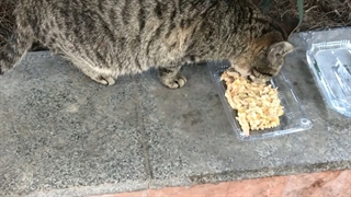 مامانی پیشی