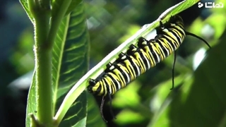 دگردیسی پروانه