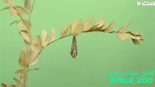 لحظه_ی_خارج_شدن_پروانه_ها_از_پیله_auto