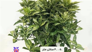 خرید و سفارش آنلاین گیاه آکوبا ( برگ بو ژاپنی ) در سایز و گونه های مختلف