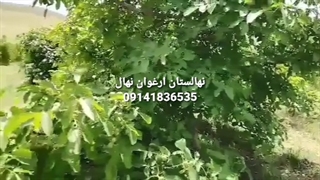نهال گردو ژنوتیپ برتر ارغوان (تیپ 7) | نهالستان ارغوان نهال عمل زیبایی