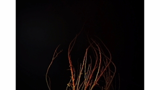 مجموعه :   دار    زمان: تابستان ۱۴۰۰ -جعفر ناصری زاده jnaseri.ir jafar naserizade