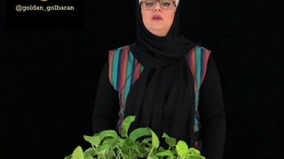 روش تکثیر گیاه پتوس نحوه کاشت گیاهان آپارتمانی